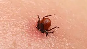 Kene İlaçlama - Ankara Fare İlaçlama